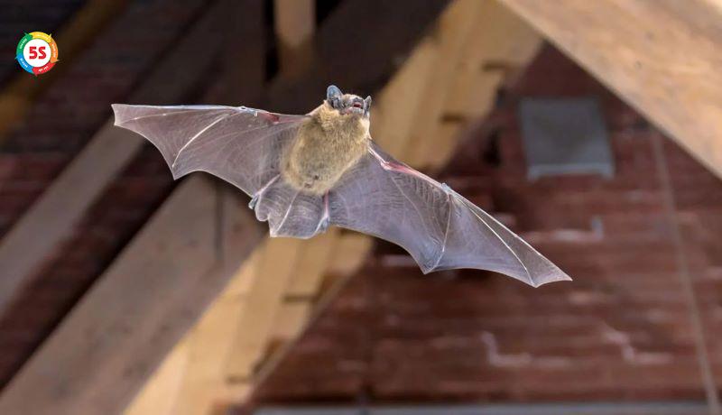 Dịch vụ diệt dơi cho nhà kho, kho xưởng