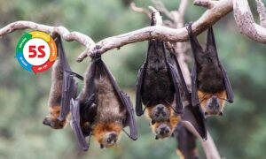 Dịch vụ ngăn chặn dơi xâm nhập vào nhà