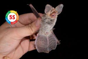 Dịch vụ tiêu diệt dơi trong khu vực dân cư