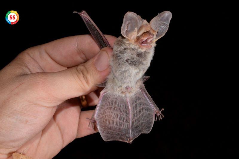 Dịch vụ tiêu diệt dơi trong khu vực dân cư