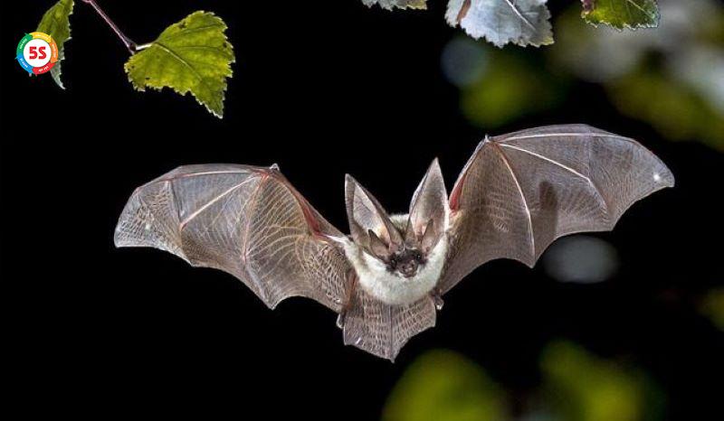 Dịch vụ xử lý dơi cho trung tâm thương mại