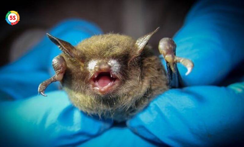 Dịch vụ xử lý dơi cho trung tâm thương mại