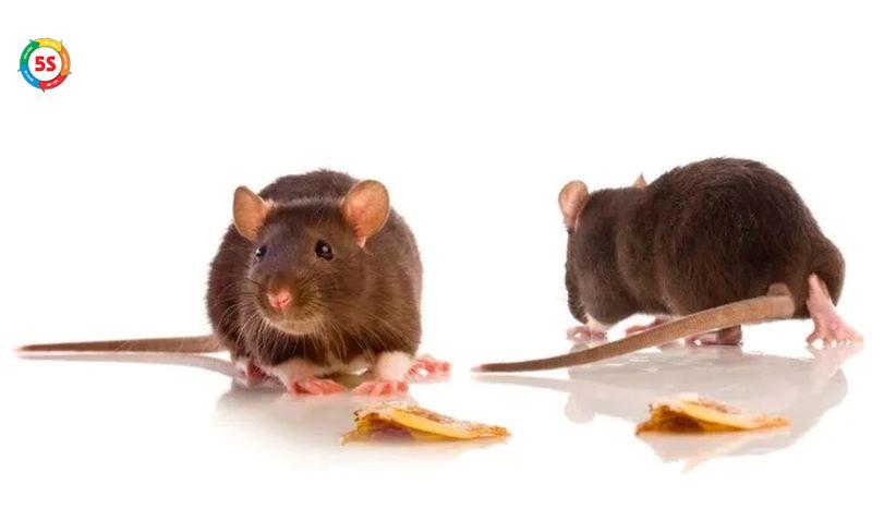 Diệt côn trùng cho gia đình tại Hà Tĩnh