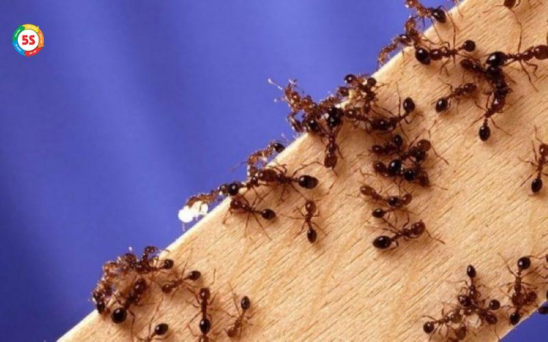 Diệt côn trùng cho nhà máy tại Hà Tĩnh