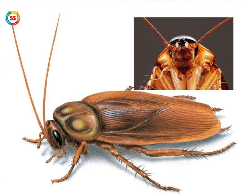 Diệt côn trùng công nghiệp Hà Tĩnh