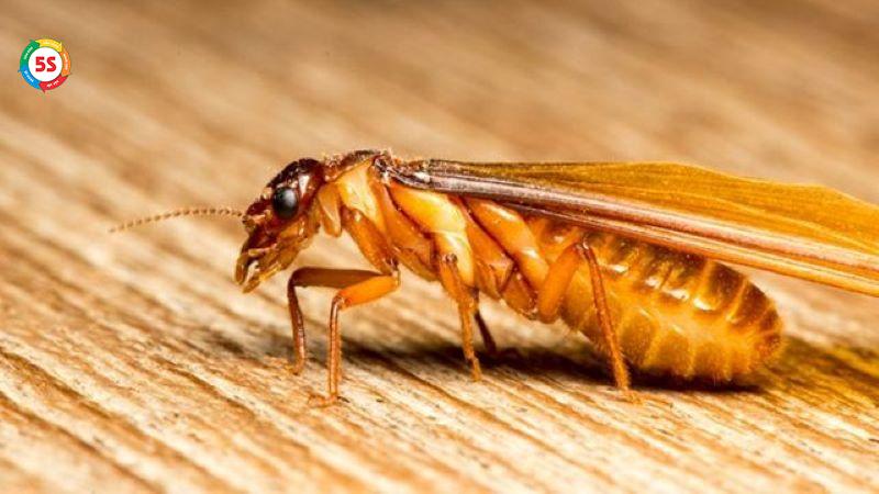 Diệt côn trùng công nghiệp Hà Tĩnh