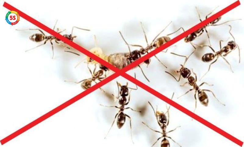 Diệt côn trùng hiệu quả Hà Tĩnh