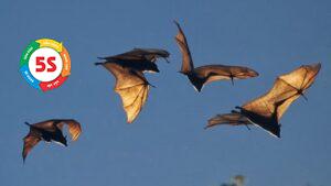 Diệt dơi cho các khu du lịch sinh thái