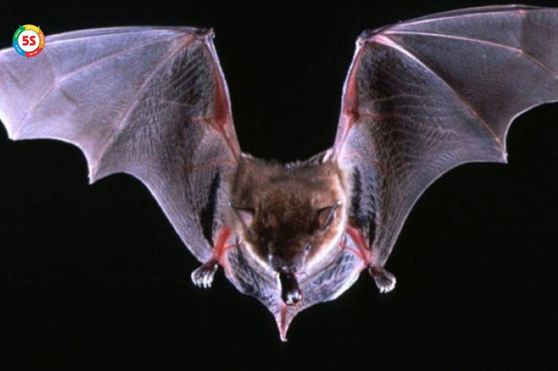 Diệt dơi tại khu vực nông thôn