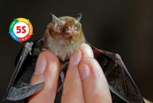 Diệt dơi tại nhà nghỉ, homestay