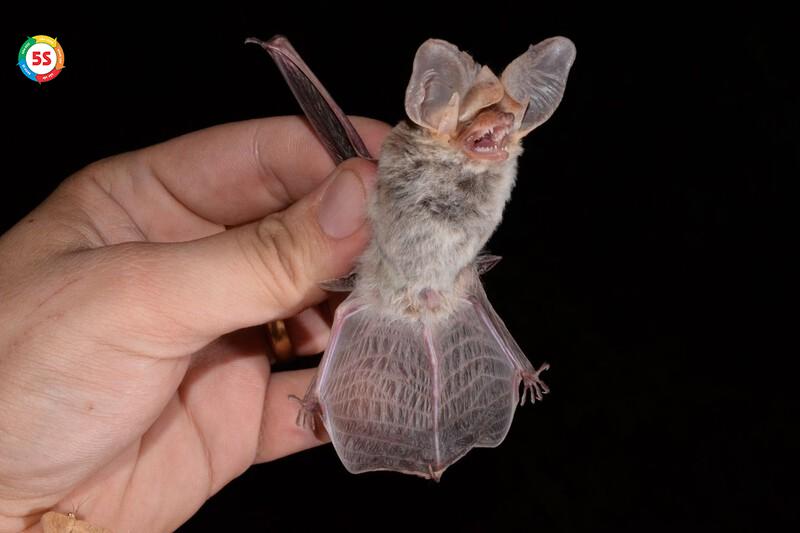 Dịch vụ bắt và di chuyển dơi ra ngoài