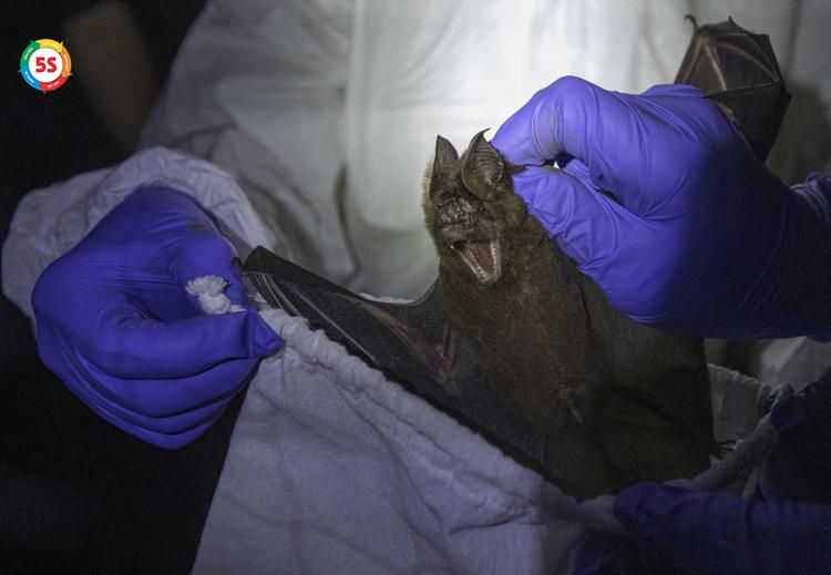 Dịch vụ diệt dơi cho nhà máy, khu công nghiệp