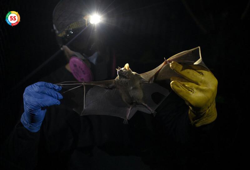 Dơi - loài động vật gây hại phổ biến