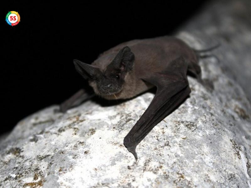 Dịch vụ xử lý dơi trong khu vực xây dựng