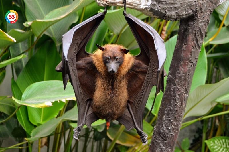 Dơi thường xuất hiện tại các khu căn hộ có vườn