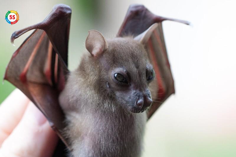 Nguy cơ lây bệnh truyền nhiễm từ dơi