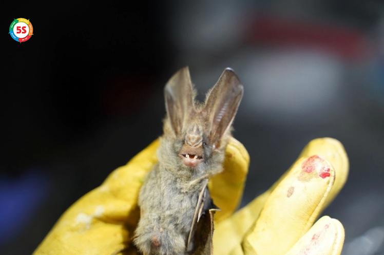 Phương pháp diệt dơi an toàn và hiệu quả