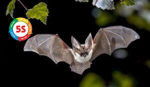 Dịch vụ phòng chống dơi và các loài động vật gây hại