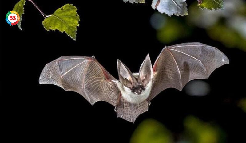 Dịch vụ phòng chống dơi và các loài động vật gây hại