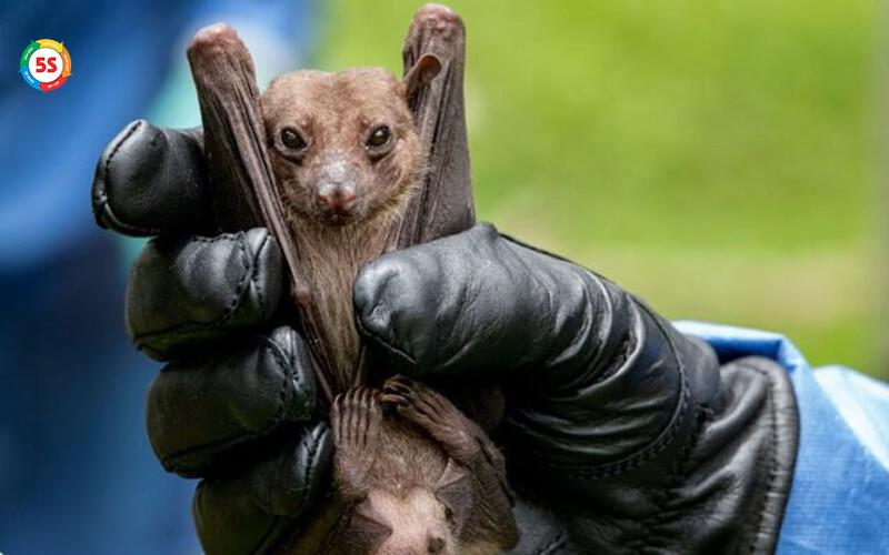 Dịch vụ bắt và di chuyển dơi ra ngoài