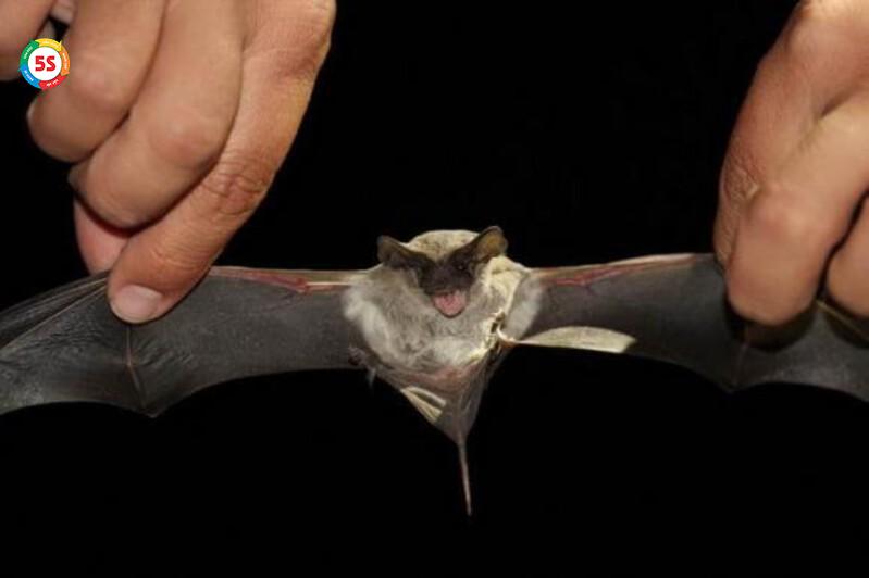 Ưu điểm của dịch vụ diệt dơi văn phòng