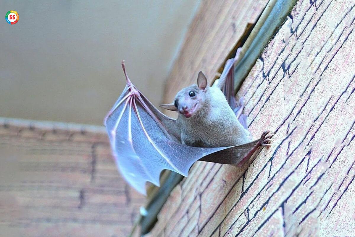 Giá dịch vụ diệt dơi cho nhà máy, khu công nghiệp