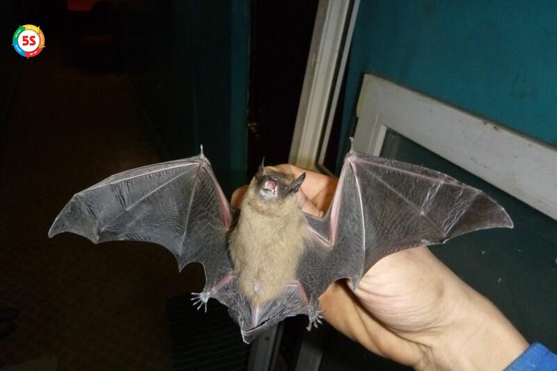 Dịch vụ diệt dơi tại bệnh viện