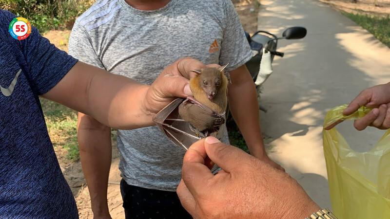 Dịch vụ bắt và di chuyển dơi ra ngoài