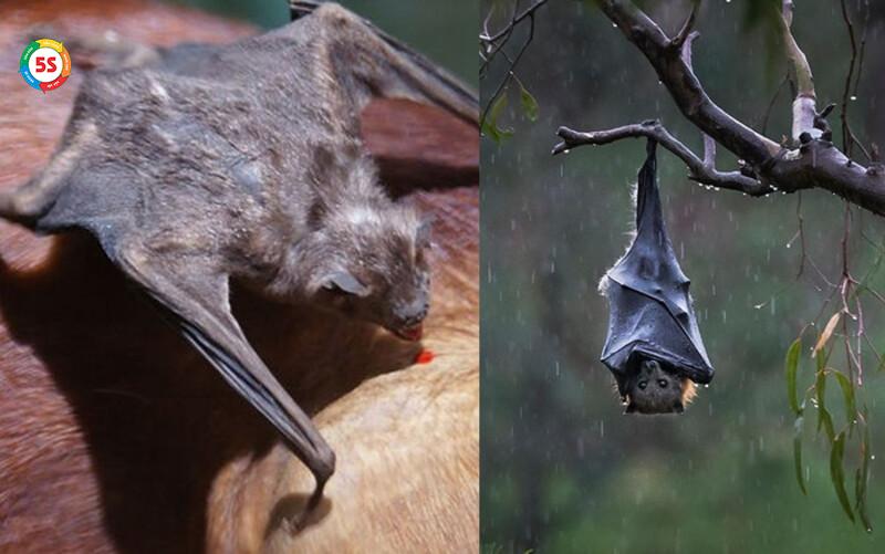 Lợi ích khi chọn Diệt Mối 5S cho căn hộ có vườn