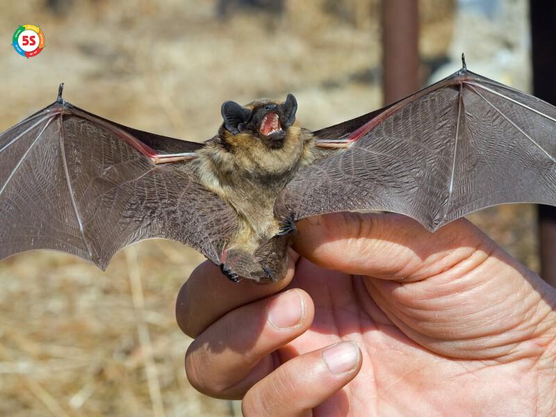 Dịch vụ diệt dơi tại bệnh viện