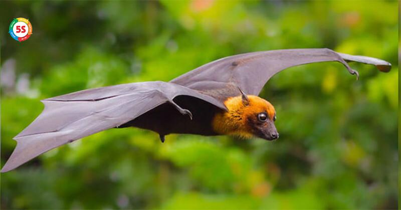 Dịch vụ kiểm soát dơi trong các khu công nghiệp chế biến