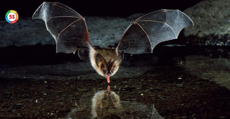 Dịch vụ diệt dơi với công nghệ cao