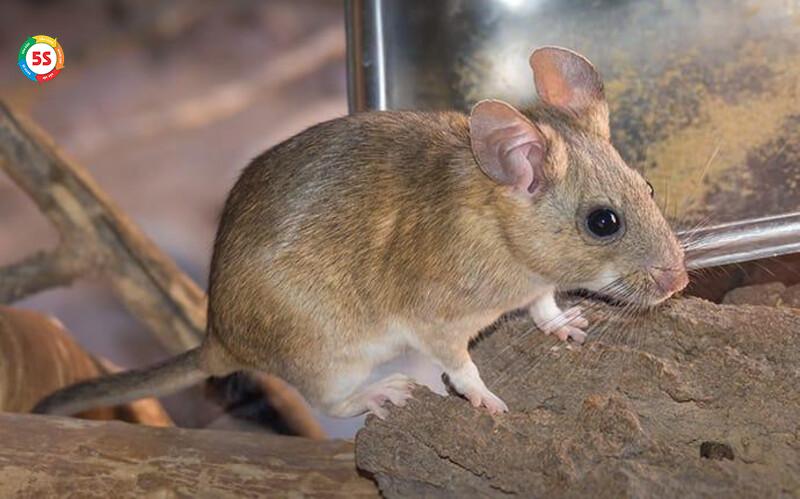 Chuột và nguy cơ chập cháy, lây bệnh
