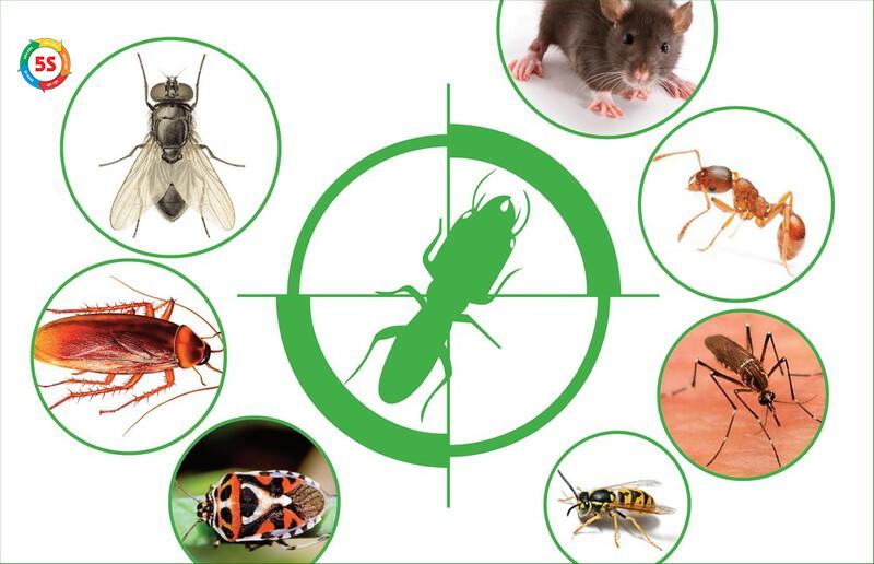 Những loại côn trùng thường gặp trong môi trường sản xuất