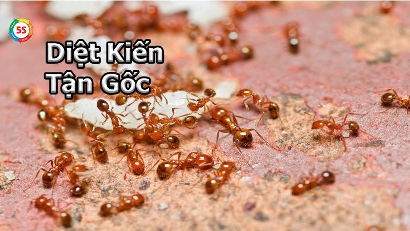 Thuê dịch vụ diệt côn trùng Hà Tĩnh