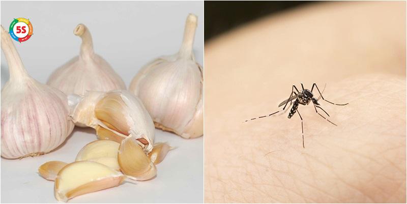 Dùng nguyên liệu quen thuộc trong bếp để đuổi côn trùng