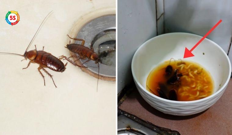 cách diệt côn trùng tại nhà