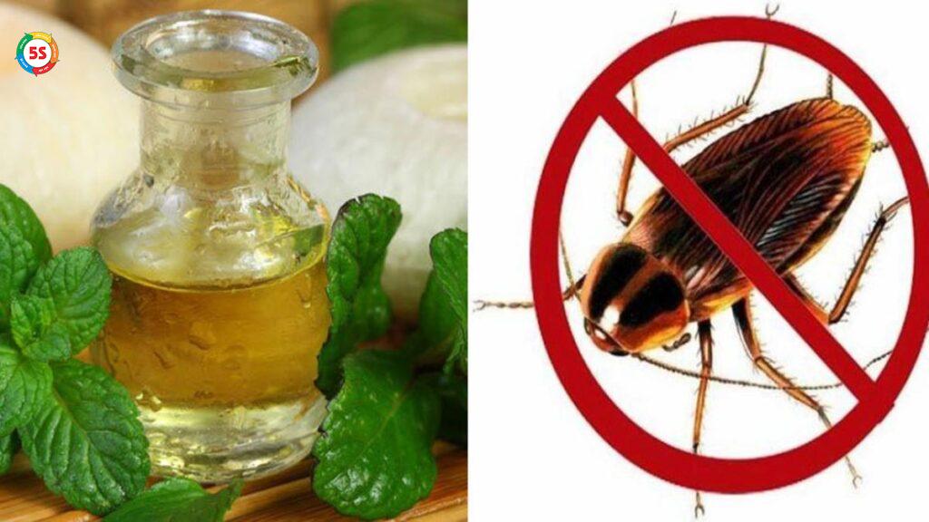 cách đuổi côn trùng hiệu quả