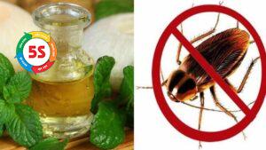 cách đuổi côn trùng hiệu quả