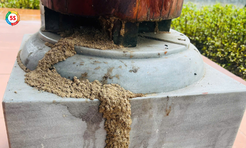 Dịch vụ diệt mối Nghệ An